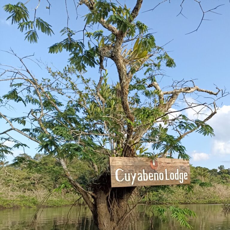 DAS KLIMA IM AMAZONAS-REGENWALD ECUADORS:  EIN FASZINIERENDES ZUSAMMENSPIEL VON WETTER UND NATUR