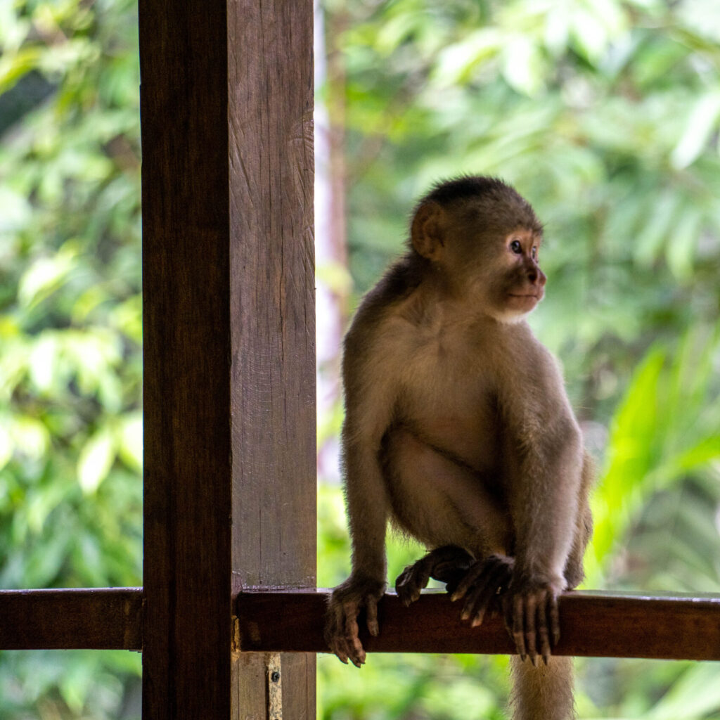 MONKEY SHOW IN THE CUYABENO RESERVE:  AN ADVENTURE IN THE TREETOPS