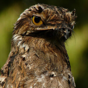 TELL ME THE LEGEND OF THE SINGING BIRD “POTOO”