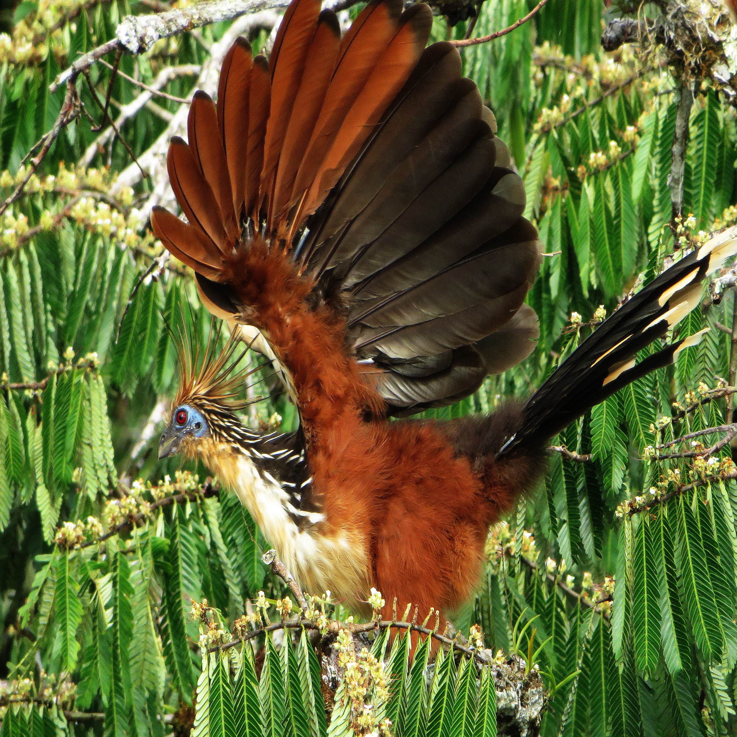 HOATZINS ARE AMONG THE 550+ BIRDSPECIES OF THE CUYABENO WILDLIFE RESERVE