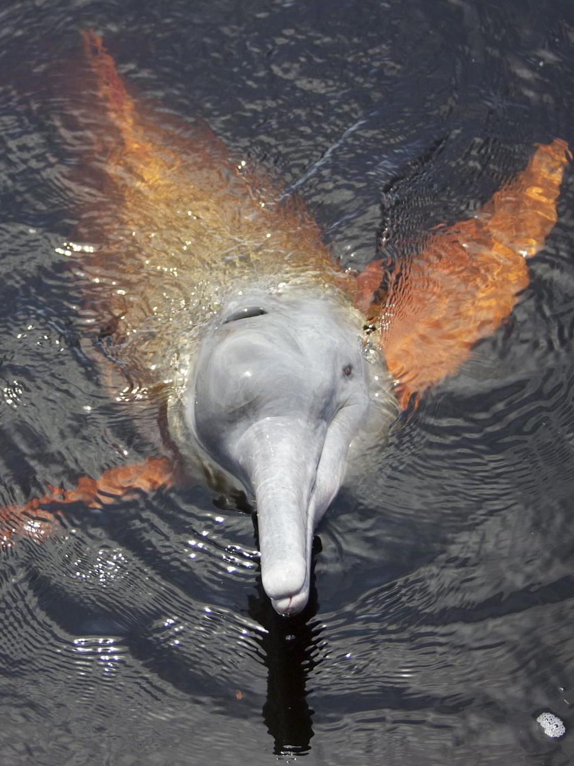 PINK RIVER DOLPHIN OF THE AMAZON IN CUYABENO