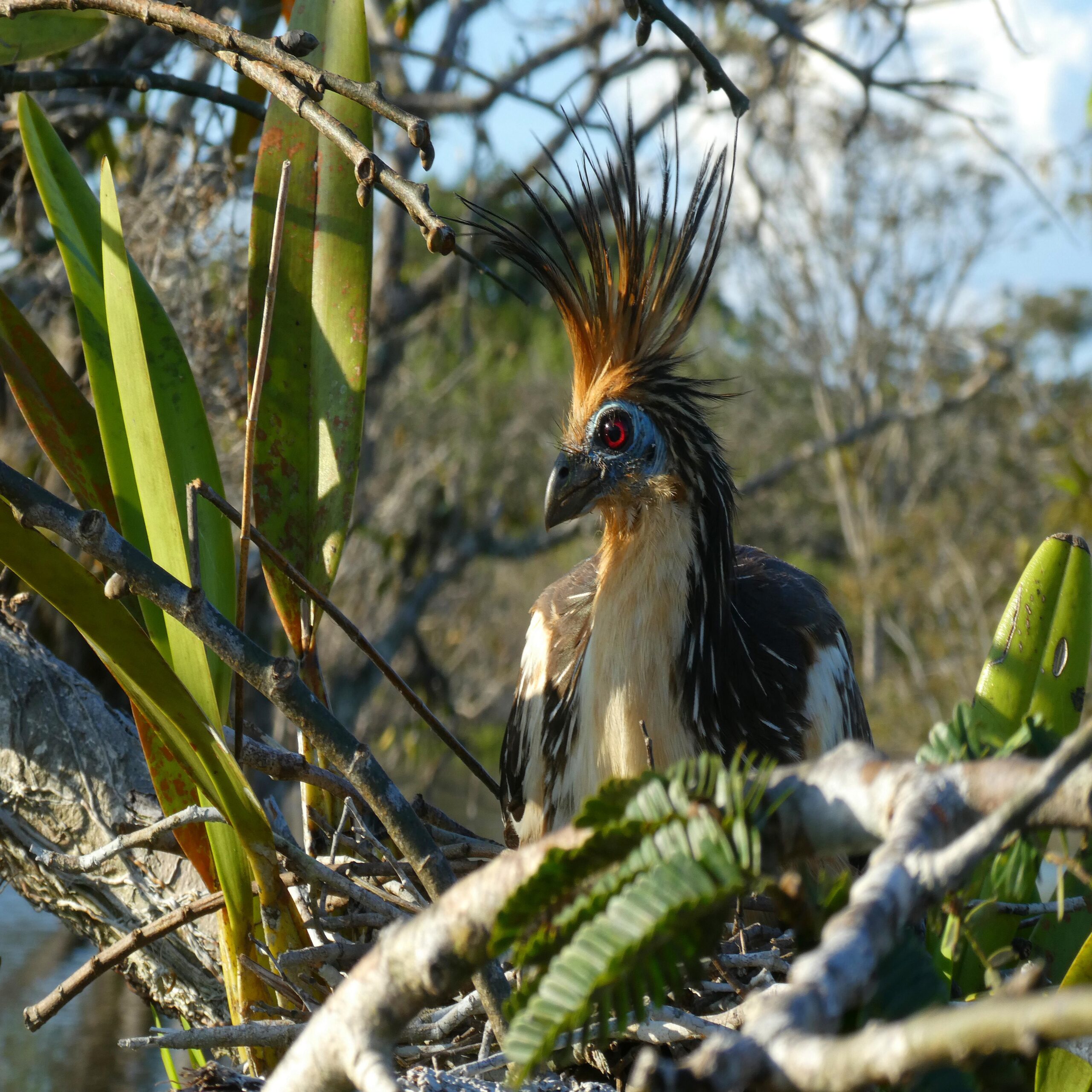 HOATZIN AT NEST IN CUYABENO WILDLIFE RESERVE, CUYABENO LAKE