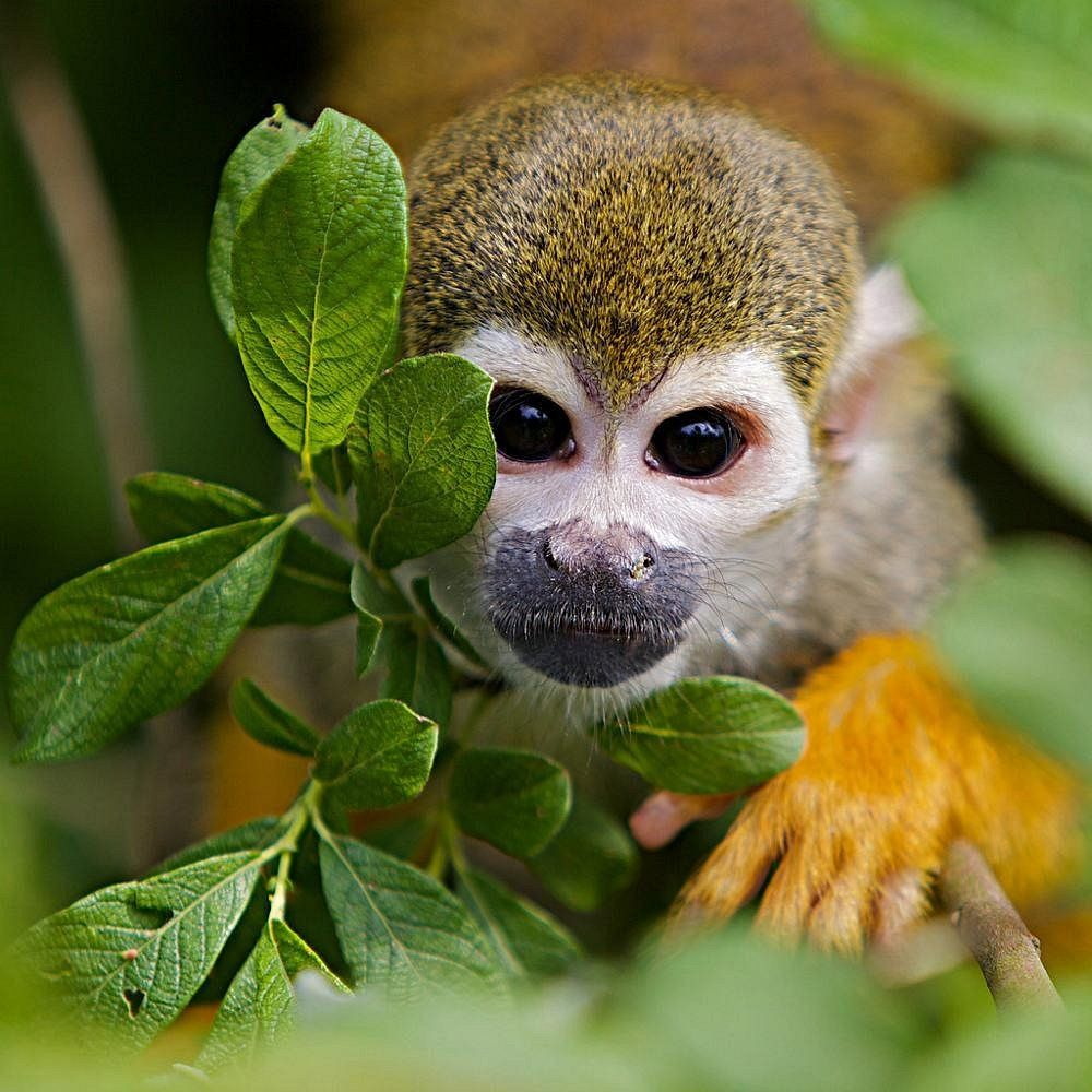 SQUIRL MONKEY AT THE CUYABENO LODGE
