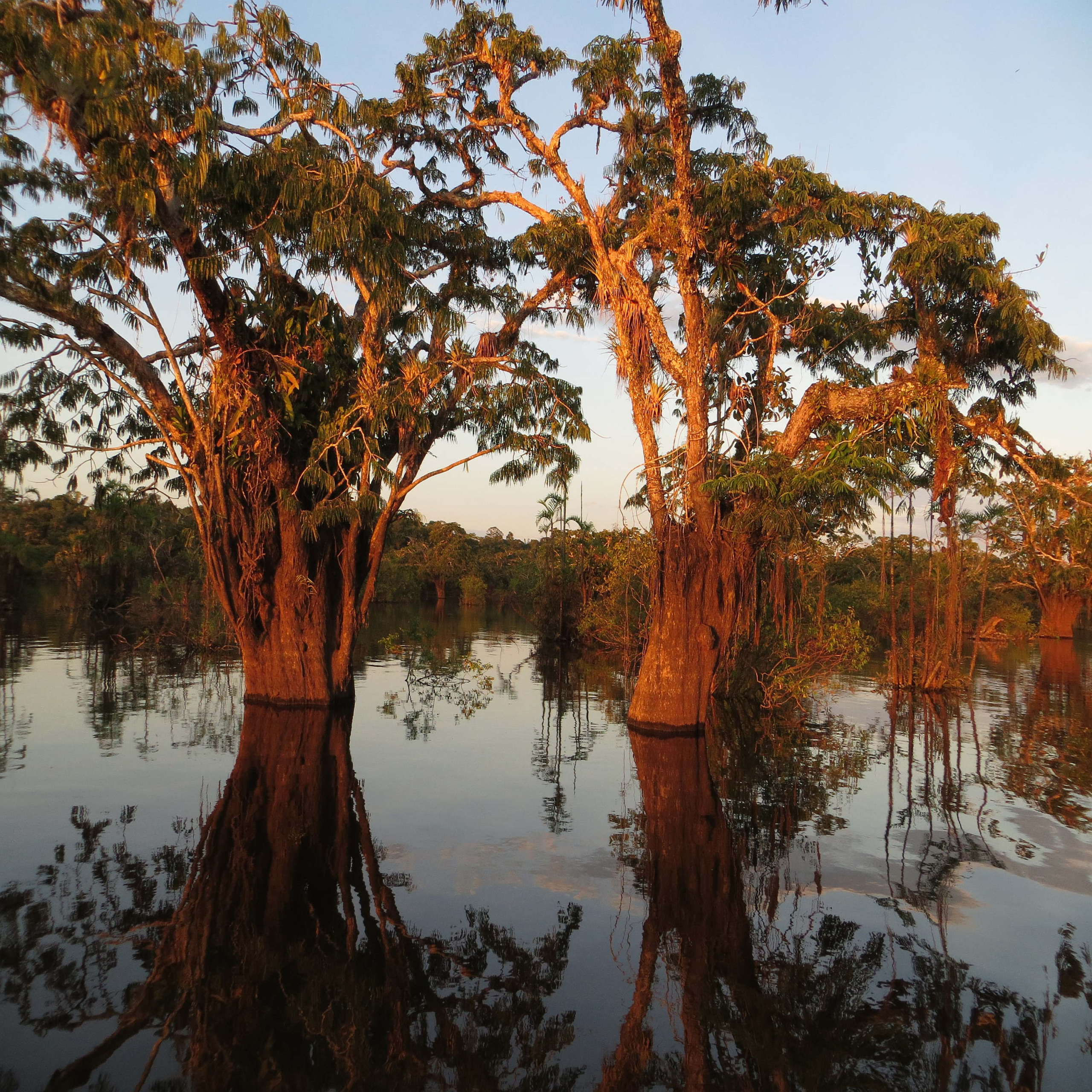 MACROLOBIUM FLOODED FOREST AROUND LAKE CUYABENO