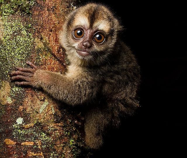NOCTURNAL MONKEY,  VISITING THE CUYABENO LODGE