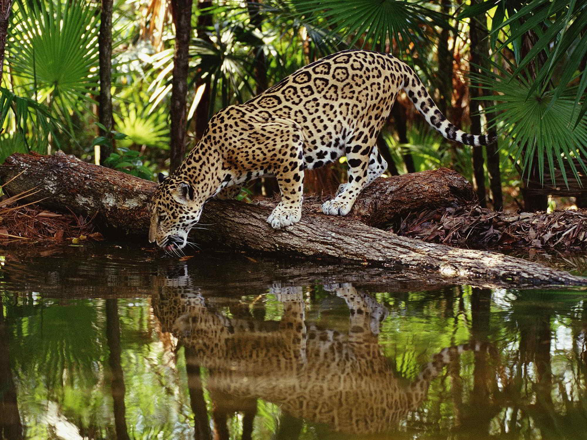 RARILY SEEN BUT OMNIPRESENT IN THE AMAZON OF ECUADOR INCLUDING CUYABENO AND YASUNI