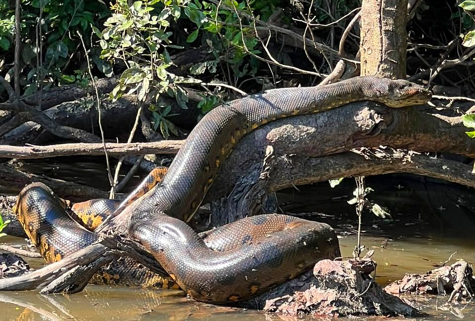ANACONDAS ARE ALWAYS PRESENT IN CUYABENO WILDLIFE RESERVE